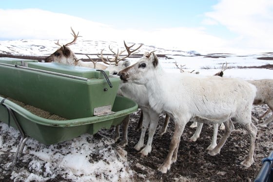 Tilleggsforing av rein - Helgeland i Nordland.