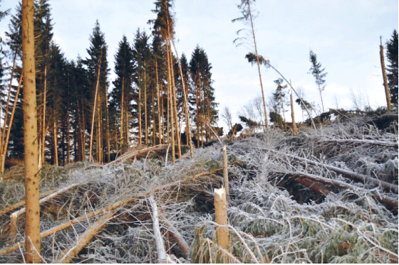 Figur 7.1 Stormfelling på Brandbukampen, Gran i Hadeland.