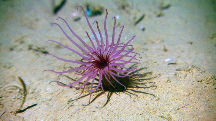 Figure 2.2 The tube-dwelling anemone Cerianthus vogti is characteristic of deep-seabed habitats in cold water.