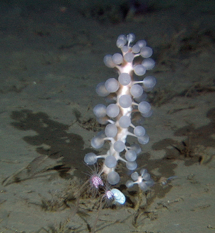 Figure 3.10 Carnivorous sponges have been found on the Jan Mayen hydrothermal vent fields. Chondrocladia grandis, is common in soft-bottom habitats in deep waters in the Norwegian Sea. This specimen was photographed at a depth of 770 metres near the edge of the ...