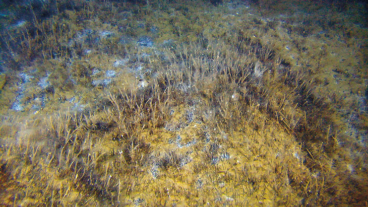 Figure 3.12 An area of cold seeps covered in bacterial mats and beard worms.