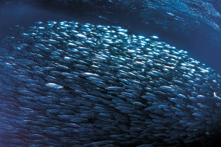 Figure 3.13 Shoal of Norwegian spring-spawning herring.