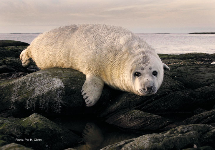 Figure 3.14 Grey seal.
