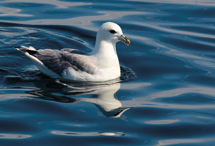 Figure 3.15 Fulmar