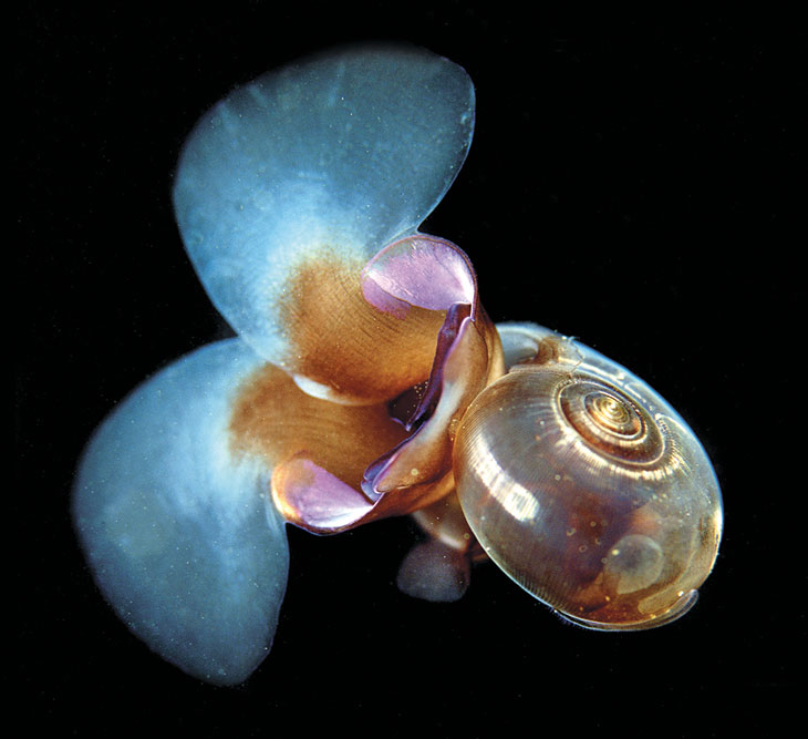 Figure 3.3 Ocean acidification can cause serious problems for species with calcareous shells like this sea snail (or ‘sea butterfly’) Limacina helicina