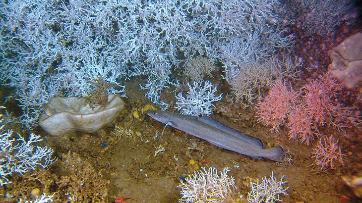 Figure 3.4 A ling on a reef with large intact colonies of corals at Storneset off the coast of Møre og Romsdal.