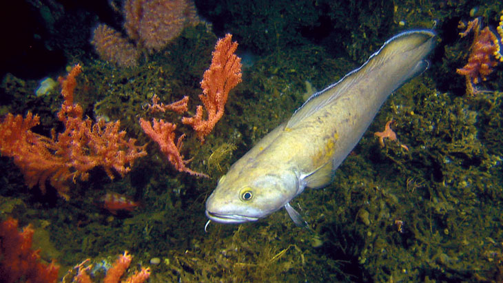 Figure 3.6 A tusk near the cold-water coral Lophelia pertusa and the sea fans Primnoa resedaeformis and Anthothela grandiflora.