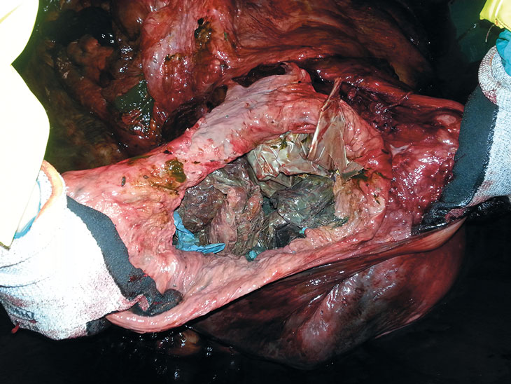 Figure 4.3 In February 2017, a Cuvier’s beaked whale that became beached on the island of Sotra in Hordaland was found to have 30 plastic bags in its stomach.