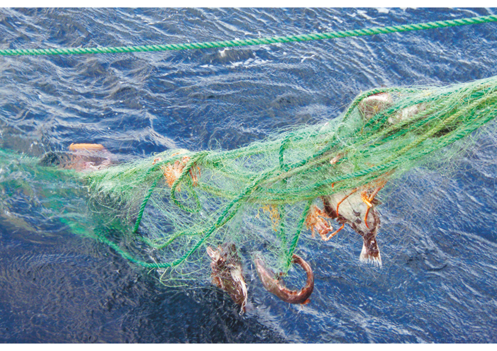 Figur 4.2 Tapte fiskeredskaper hales opp under opprydningstokt.