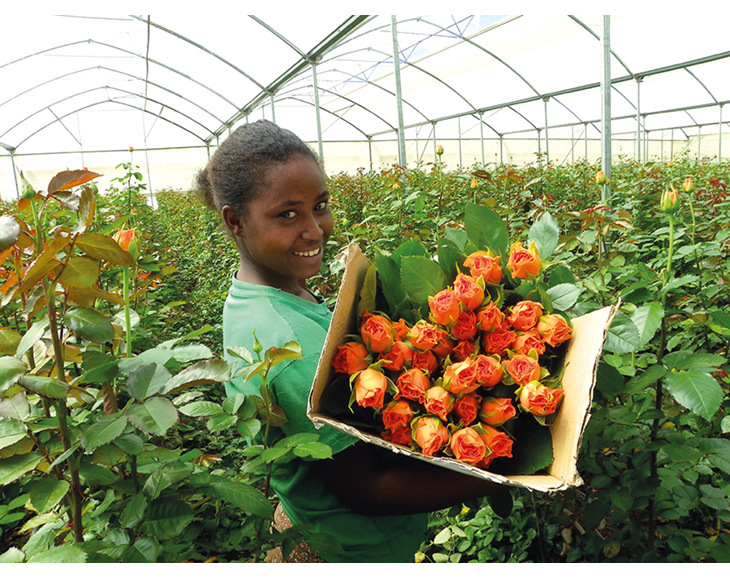 Figur 3.6 Kenya. Fairtrade roseplantasje skaper arbeidsplasser og næringsutvikling.