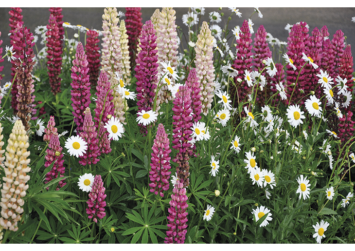 Figure 3.2 Lupins – an alien species in Norway