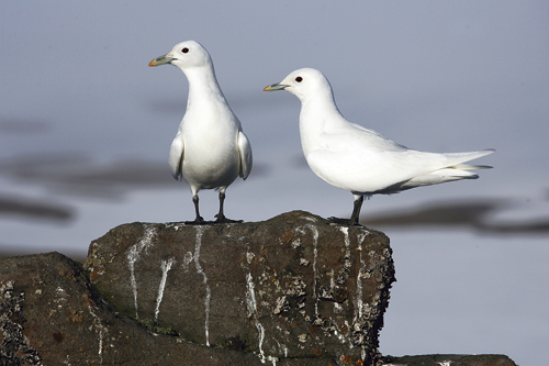Figure 2.3 Ivory gull