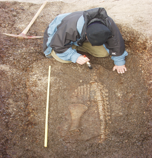 Figure 8.2 Excavation of pliosaur.
