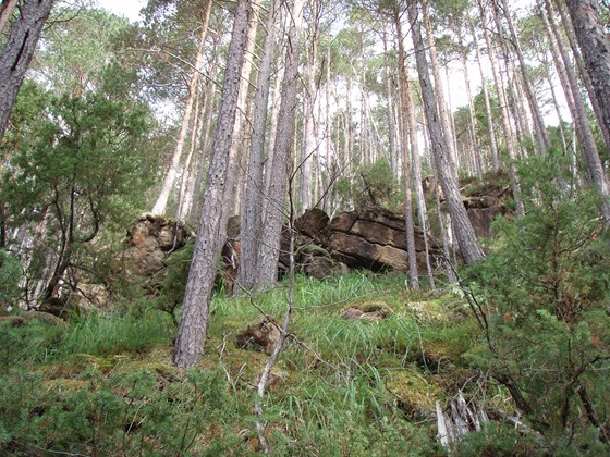 Olivinskog