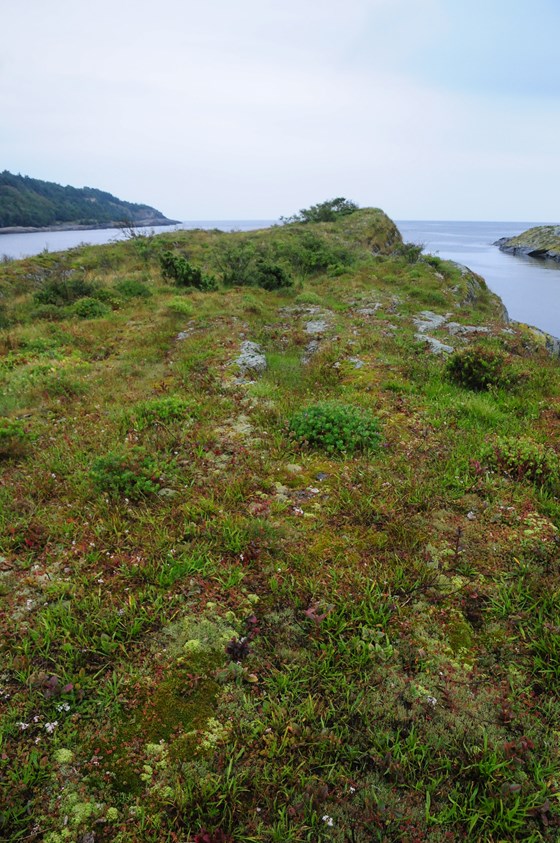 Åpen grunnlendt kalkmark