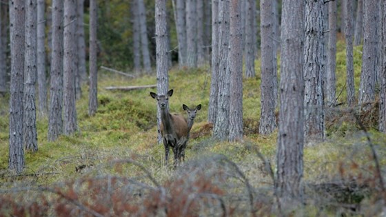 Kolle og kalv