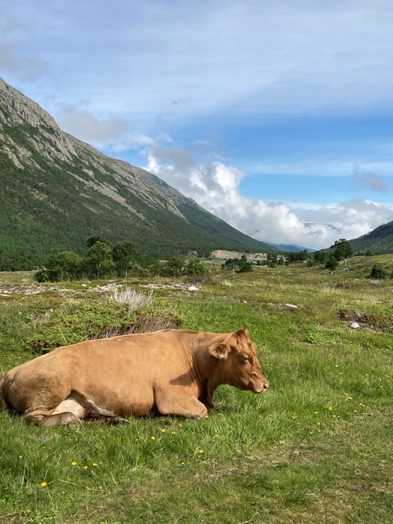 På utmarksbeite i Grøvudalen i Sunndal.