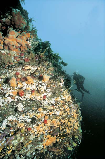 Figure 1.1 Areas covered by corals, like this in the Saltstraumen, can
be found along the Norwegian coast. Here you can find plumose anemone,
dahlia squid, starfish, sponges and dead men’s fingers.
