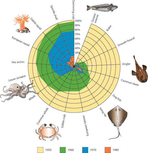 Figure 2.2 Biological diversity in the southeastern part of the North
Sea. The figure shows the relative decline in the incidence of different
species of fish and seabed organisms from 1950 (outer circle) up
until 1980 (inner circle)