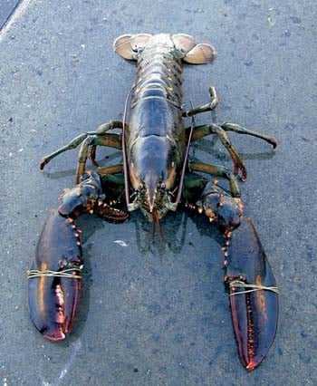 Figure 3.12 American lobster was found in the Oslo Fjord in 1999. It is
probable that it had escaped from an import consignment of live
lobster (Photograph taken at the Aquarium in Bergen).