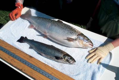 Figure 3.13 Genetically modified salmon grow twice as fast as ordinary
farmed salmon. The Norwegian authorities have expressed misgivings
to the USA regarding possible approval of so-called “Supersalmon”,
one of the reasons being concern for the marine env...