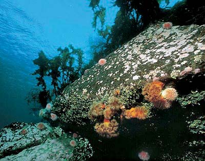 Figure 3.14 These types of coral are to be found along stretches of the
Norwegian coast. Here we find sea porcupines and sea anemones at
a depth of 15 m off Bodø.