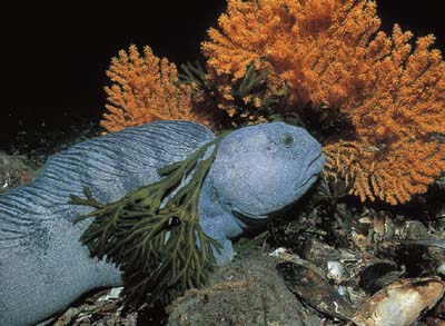 Figure 3.15 In recent years the authorities have taken steps to protect
the coral reefs. Catfish does not eat coral, but lives close to
reefs.