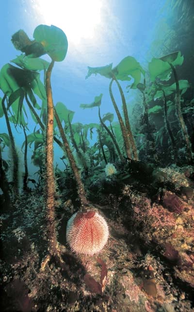 Figure 3.16 Along lengthy stretches of coast from Trøndelag to
West Finnmark sea weed is heavily grazed by sea urchins.