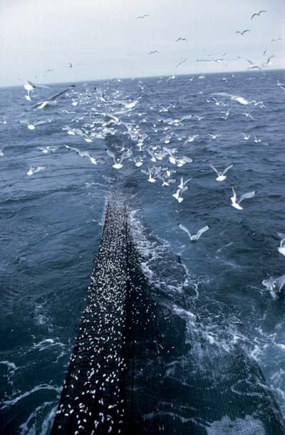 Figure 3.18 Capelin is fished using a purse seine or a trawl, as shown
here in the Barents Sea.