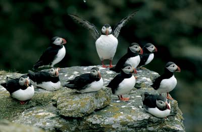 Figure 3.3 Sea birds are vulnerable in the presence of oil spills. The
areas off the Lofoten islands and the Møre coast are judged
to be particularly vulnerable. Puffins on Værøy
Island.