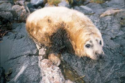 Figure 3.5 50 % of all grey seal pups born in Froan outside Fosen
in the district of Trøndelag get oil on their coats in
the course of their first three weeks of life. Froan is breeding
site for grey seal.