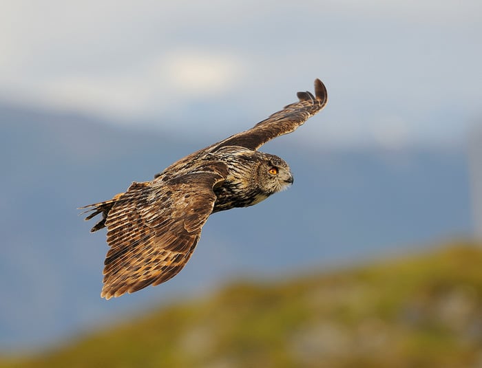 Figur 6.1 Hubro på Helgeland. Hubroen er Europas største ugle og er et imponerende skue. Arten er i dag sterkt truet i Norge på grunn av menneskelige inngrep.