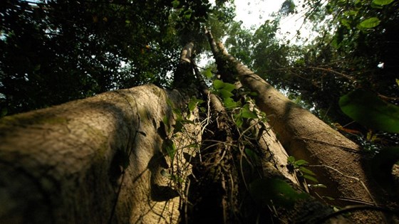 Regnskogtre, Indonesia