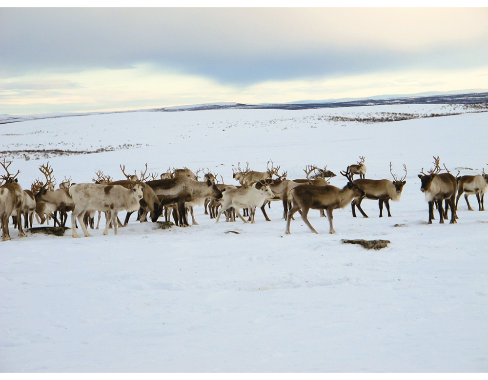 Figur 9.1 Rein på vinterbeite i Finnmark. På grunn av reinens behov for forskjellige beiter om vinteren og om sommeren, må reindriften ha en god balanse mellom de ulike årstidsbeitene.