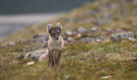 Fjellrev er ei positiv nyhet. I den nye raudlista er fjellrev gått ned ein kategori frå kritisk trua til sterkt trua