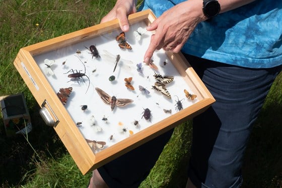 Forskjellige insekter i en boks