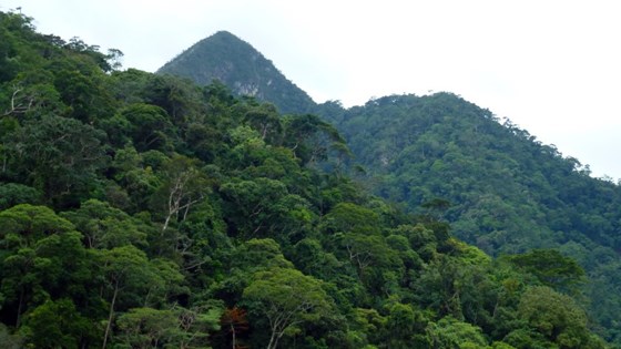 Near Ahuashiyacu Waterfall_Peru_photo_BrunoLocatelli-CIFOR.jpg