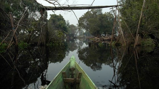 Torvmyr i Indonesia