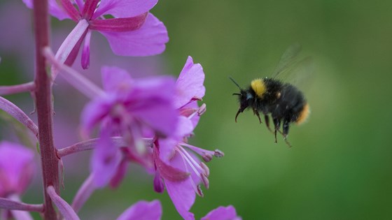 Bee.