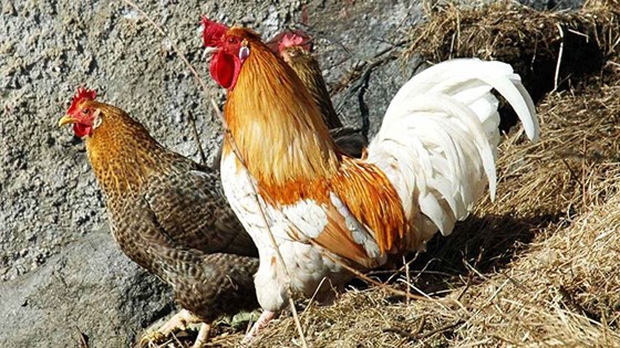 Høner Høner.