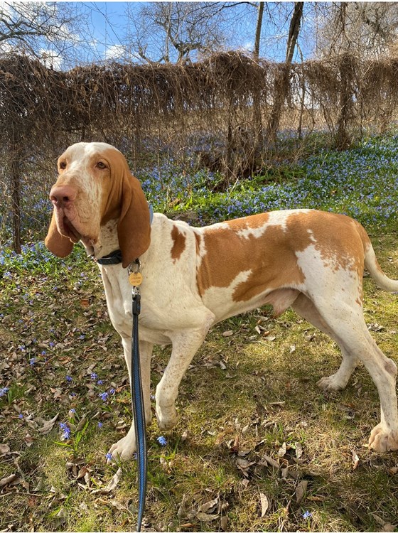 Dog.