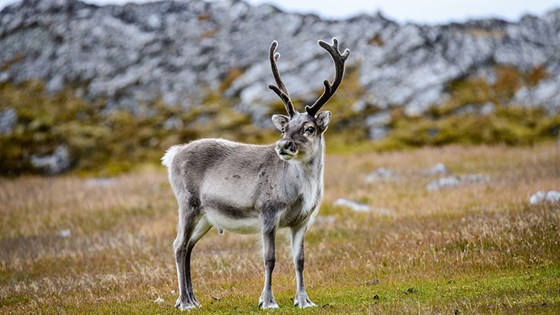 Wild reindeer. 