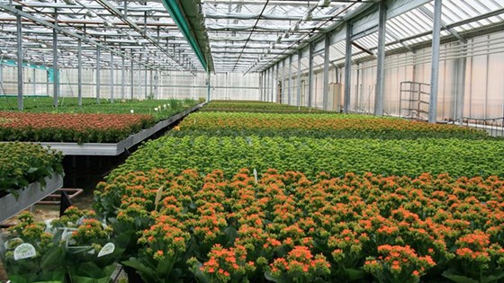 Blomstergartneri. Blomstergartneri.