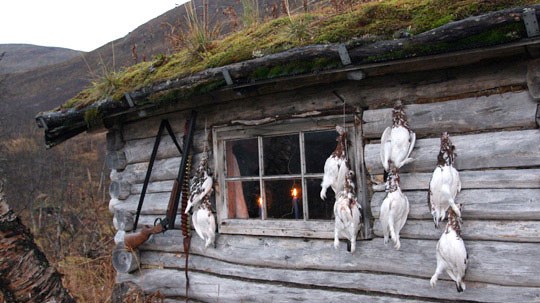 Ryper på hytteveggen. Ryper på hytteveggen.