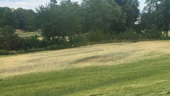 Naturskadet korn, tørke.