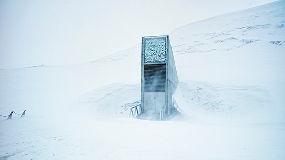 Hele frøhvelvet ligger i utsprengt fjell ved foten av Platåfjellet, omtrent en kilometer i luftlinje fra Longyearbyen flyplass. Totalarealet er 1000 kvadratmeter, men det er bare inngangsportalen i betong som er synlig utenfra. Hvelvet ligger i permafrosten, som holder 3-4 minusgrader. 