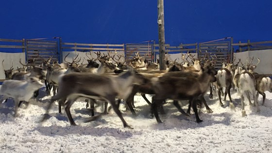 Samling av rein for telling.