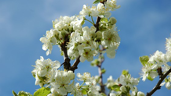 Fruktblomstring. Fruktblomstring.