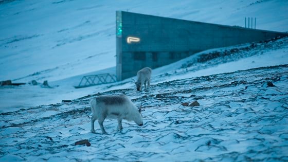 Reindeer graze freely around the Svalbard Global Seed Vault.