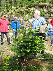 Et Agderjuletre (Abies nordmandiana) får “juleklippen”; nederste greinkranser skal bort og unødig lange sidegreiner blir stusset; erfaringsgruppa i aksjon juni 2011.